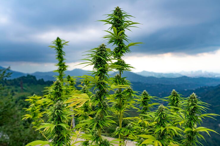 plants-growing-tree-against-sky_1048944-5549487