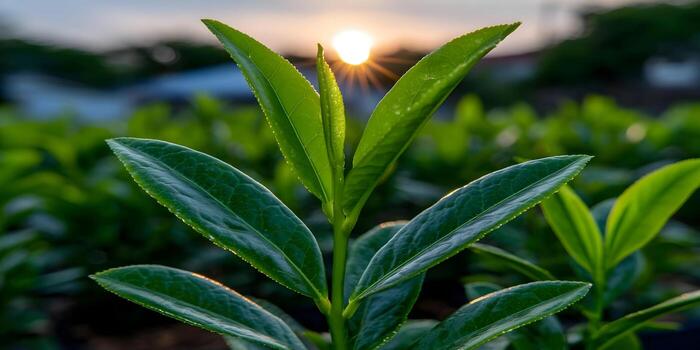 vibrant-green-tea-leaves-of-a-young-plant-are-beautifully-illuminated-by-the-warm-suns-rays-in-a-serene-plantation-photo